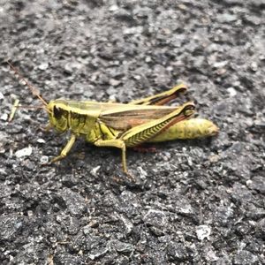 Meet your Posher, Ella